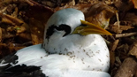 Tropic Bird covered with Big Head ants.